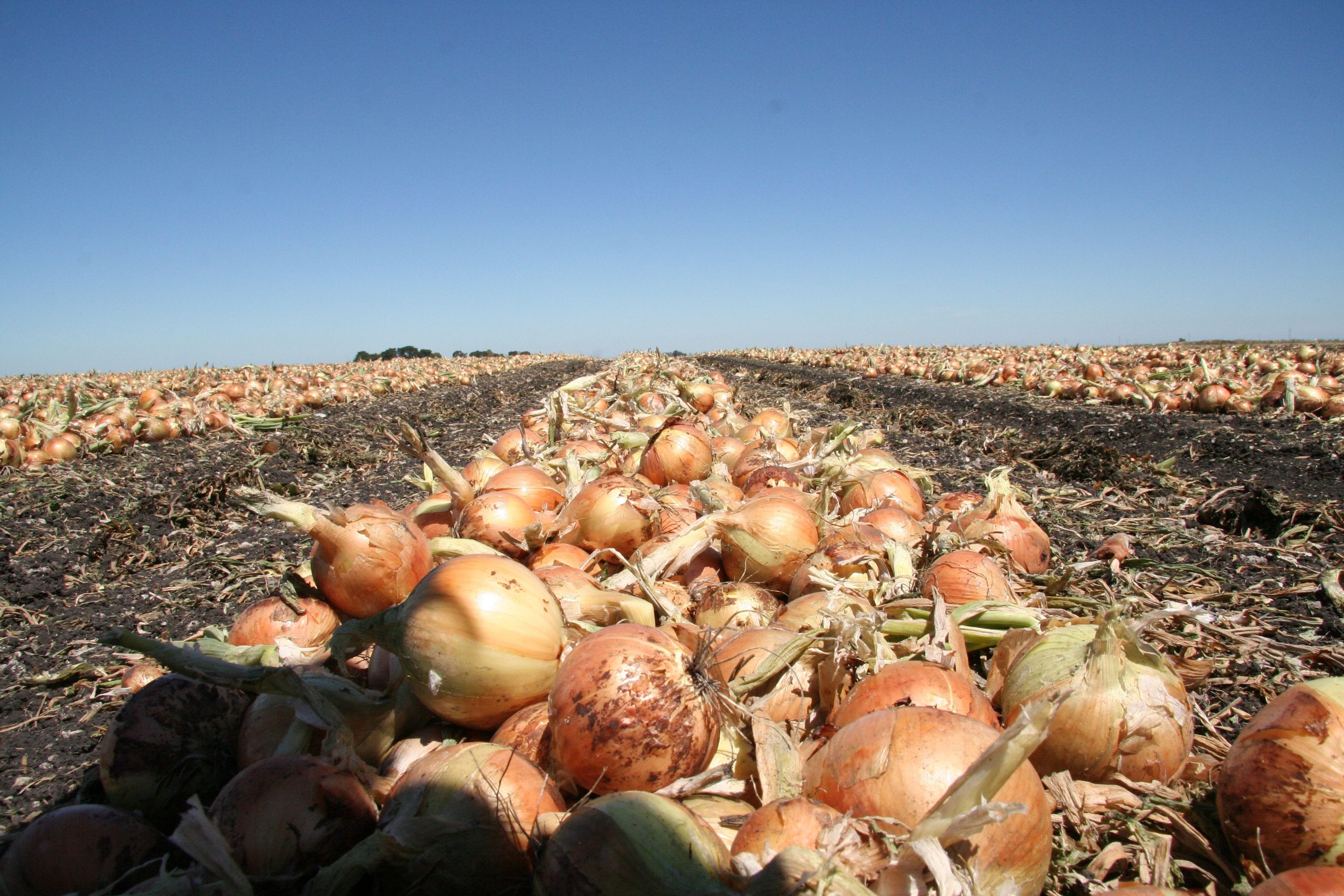 agribusiness investment